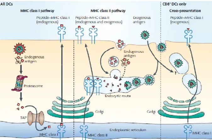 Figure 8. Mécanismes classiques de présentation antigénique par CMH-I et CMH-II par 