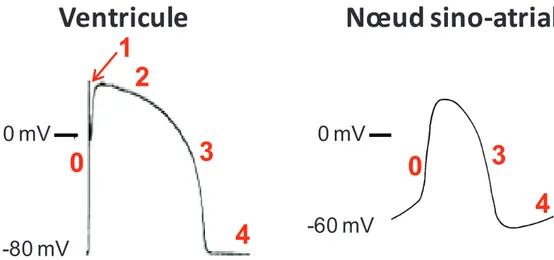Figure 1 : Représentation schématique de potentiels d'action du ventricule et du nœud sino- sino-atrial
