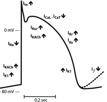 Figure 2 : Représentation schématique d'un PA cardiaque et des principaux courants ioniques  impliqués (Schram et al., 2002)