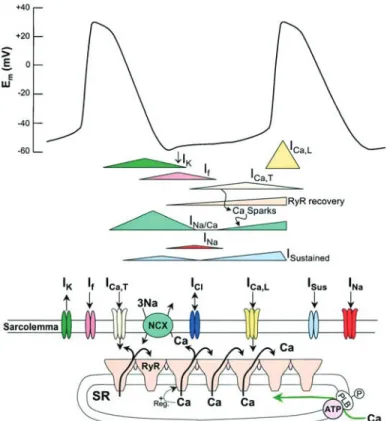 Figure 6 : Les courants ioniques impliqués dans l'activité de pacemaker cardiaque. Plusieurs  courants augmentent et/ou diminuent au cours de la dépolarisation diastolique des myocytes 