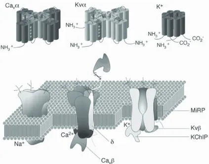 Figure 8 : La composition moléculaire des canaux ioniques cardiaques : Na + , Ca 2+ ,  et les canaux K + 