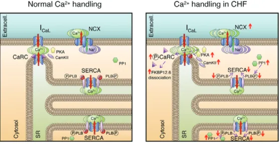 Figure 10 : Histoire naturelle hypothétique d'une cardiopathie induite par un stress  hémodynamique illustrée avec la section des quatre chambres d’un cœur de souris dans un 