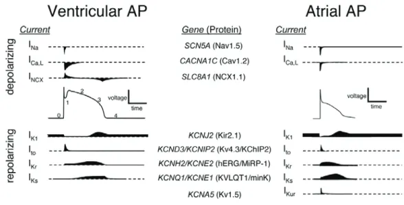 Figure 12 : Les principaux courants ioniques dépolarisants et repolarisants qui sous-tendent le  potentiel d'action ventriculaire (à gauche) et auriculaire (à droite) dans le cœur humain sont  représentés