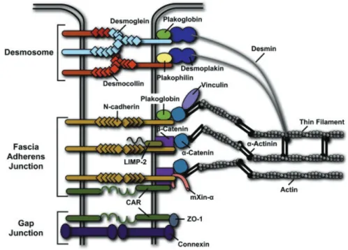 Figure 19 : Schèmes des complexes majeurs et des composants trouvés au niveau du disque  intercalaire cardiaque (Sheikh et al., 2009)
