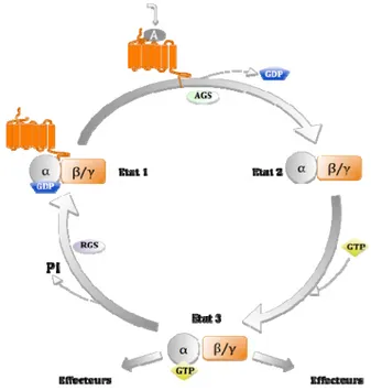 Figure 4 Cycle d’activation et d’inactivation des protéines G hétérotrimériques. 
