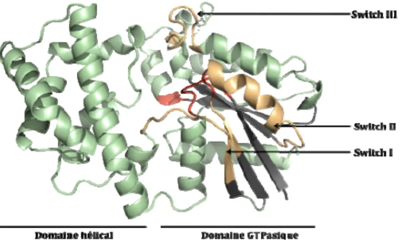 Figure 5 Représentation tridimensionnelle de la structure de la protéine G αi 