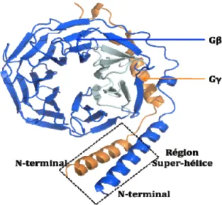 Figure 6 Représentation tridimensionnelle de la structure des protéines G 