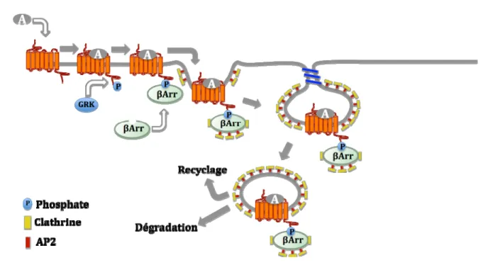 Figure 7 Désensibilisation,  internalisation, et recyclage / dégradation des RCPG 