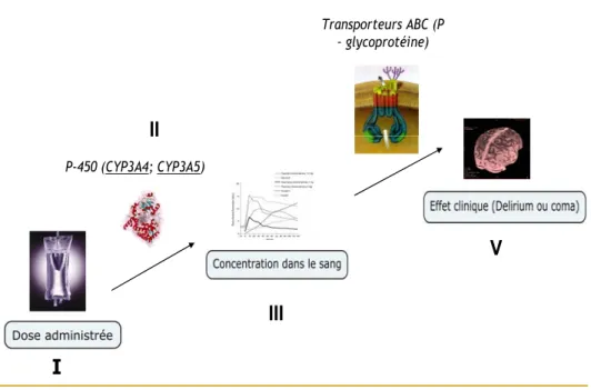 Figure 2 : Le devenir du médicament dans l’organisme humain. La concentration des  médicaments dans le sang (III) pourrait être expliquée par la dose administrée (I) ainsi que  par l’activité du cytochrome P-450 et l’expression du gène CYP3A5 (II)