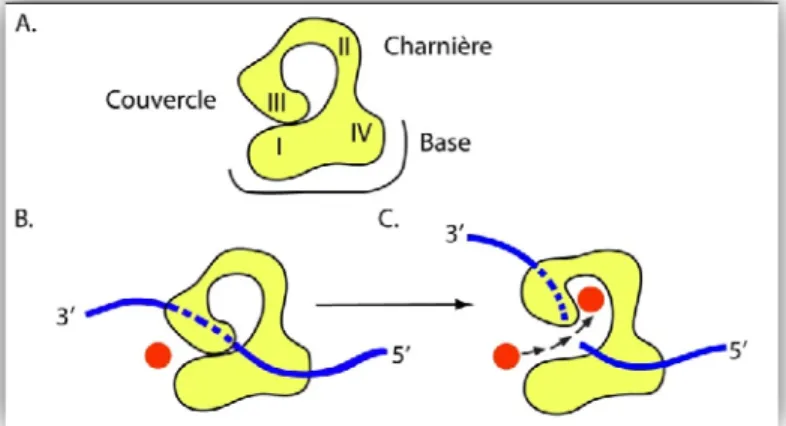 Figure 2  Mécanisme d’action des topoisomérases de type IA.  A. La structure en quatre domaines