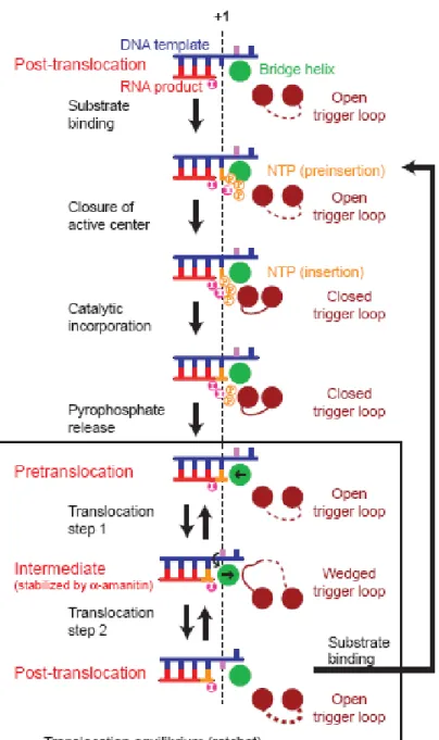 Figure 1. Modèle du mécanisme d’incorporation des nucléotides dans le transcrit  d’ARN
