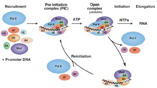 Figure 7. Les principales étapes de la transcription par l’ARN Pol II. Tirée de   (Hahn, 2004) 