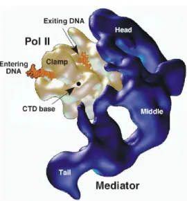 Figure 9.    Modèle structural du complexe Médiateur-ARN Polymérase II-ADN.  Les modules appelés “tête” (“head”), “noyau”(“middle”) et “queue” (“tail”) du  Médiateur (bleu) sont représentés
