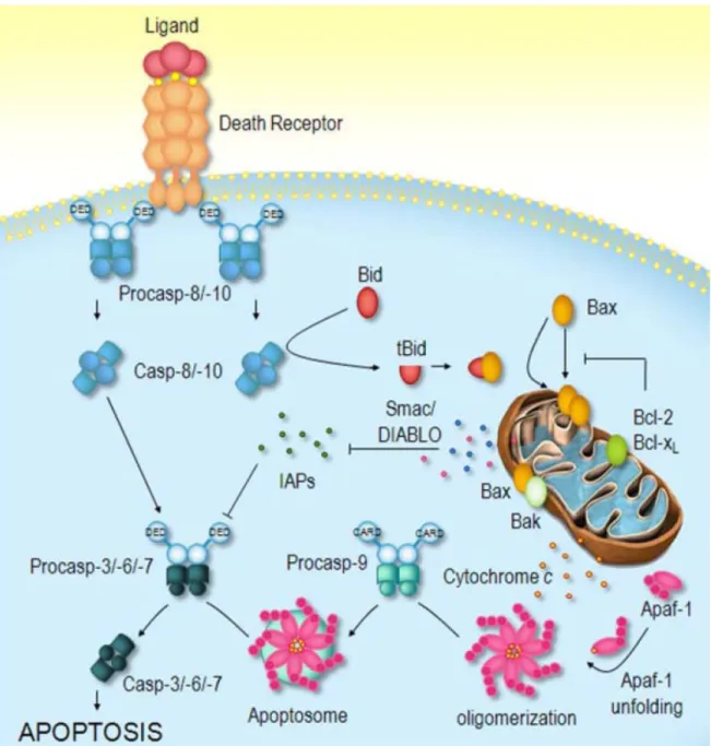 Figure 1. Apoptosis Pathways (173). 