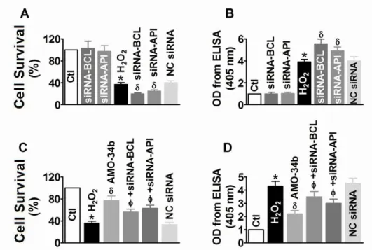 Figure 7.  Role of Bcl-w and Api in cardiomyocytes survival and in mediating the effects  of  miR-34