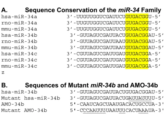 Figure 8.  Sequences of the miR-34 family miRNAs and the antisense oligonucleotide. (A)  Alignment of the sequences of miR-34a, miR-34b and miR-34c from human, rat  and mouse