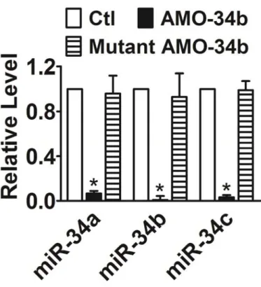 Figure 10. Verification of the efficacy of AMO-34b, and the inability of the mutant AMO- AMO-34b, to knockdown all three members of the miR-34 family, as determined by  quantitative real-time RT-PCR methods