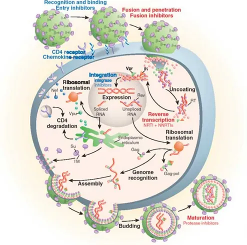 Figure 1. Cycle de réplication du VIH. 