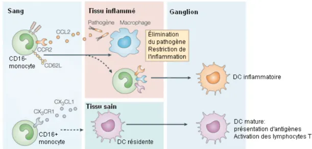 Figure 4. Différentiation des monocytes. 