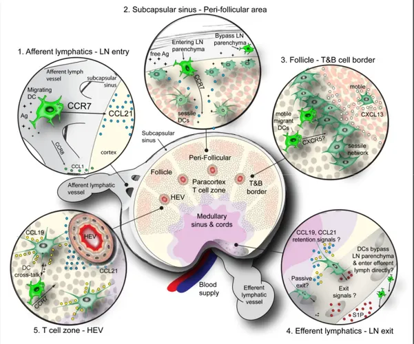 Figure 5. Migration des DC dans les ganglions  Tiré d’Alvarez et coll., Immunity 2008 (439)