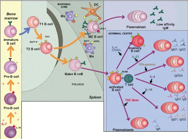 Figure 6. Différentiation des lymphocytes B. 