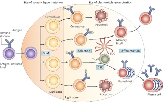 Figure 7. Environnement des centres germinatifs 