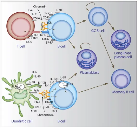 Figure 9. Activation T-dépendante et T-indépendante des lymphocytes B.  Tiré de Shlomchik, Immunity 2008 (686), avec l’autorisation d’Elsevier Limited