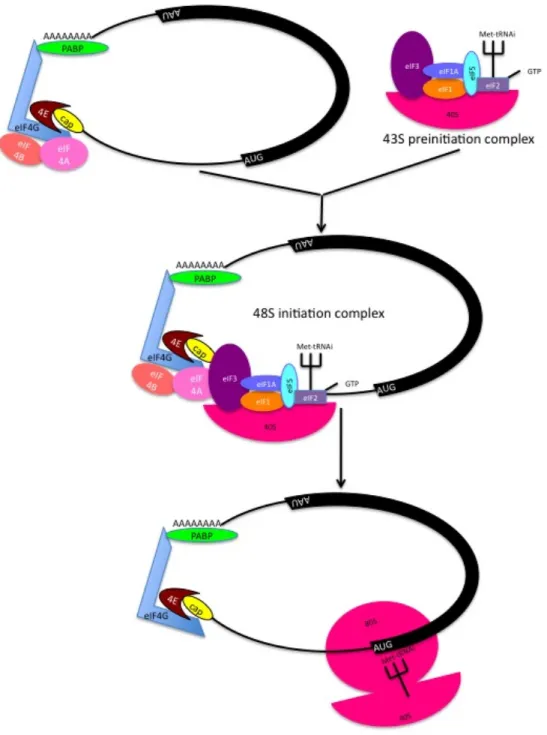 Figure 1.2. Preininitiation and translation initiation complex.  eIF2-GTP-tRNA = ternary  complex