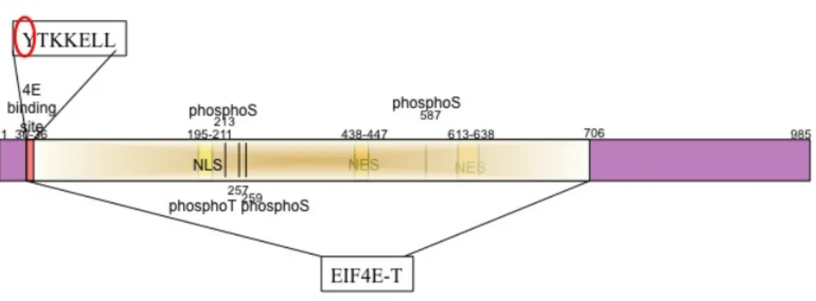 Figure 1.3.  Cartoon of the 4E-T protein.   