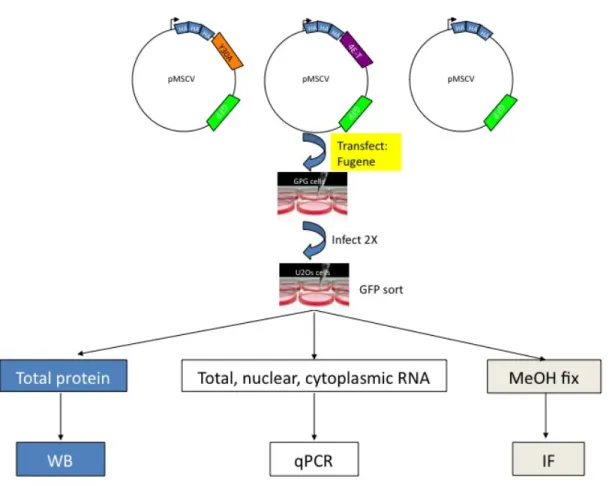 Figure  1.6.    Schematic  overview  of  experimental  strategy  for  construction  of  overexpression cell lines