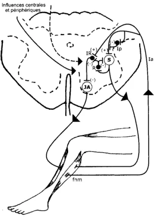 Figure 1. Représentation de l’implication des INs de Renshaw dans la coordination  entre deux muscles agoniste et antagoniste de la cheville