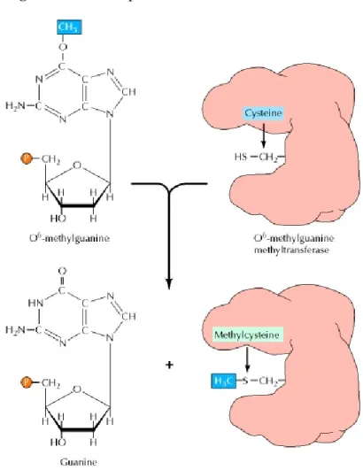 Figure 2 – MGMT protein mechanism of action 