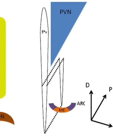 Figure I-1. Différents noyaux de l’hypothalamus antérieur. L’hypothalamus antérieur  est composé de plusieurs noyaux séparés par des régions moins bien définies, figurent  ici quatre noyaux disposés autour du troisième ventricule