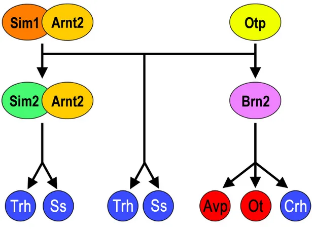 Figure I-10. Cascade de facteurs de transcription régulant la différenciation des cinq  types cellulaires majeurs qui peuplent le PVN