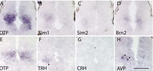Fig. II-1. First signs of terminal differentiation. Coronal sections through the  hypothalamus of wild type Xenopus laevis tadpoles of stages 30-33 (A-D) and 37-39  (E-H)
