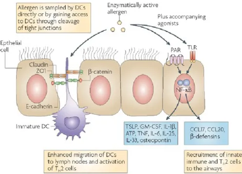 Figure  2.  Interaction  entre  les  cellules  épithéliales,  les  DCs  et  les  allergènes  à  l’interface de la muqueuse bronchique