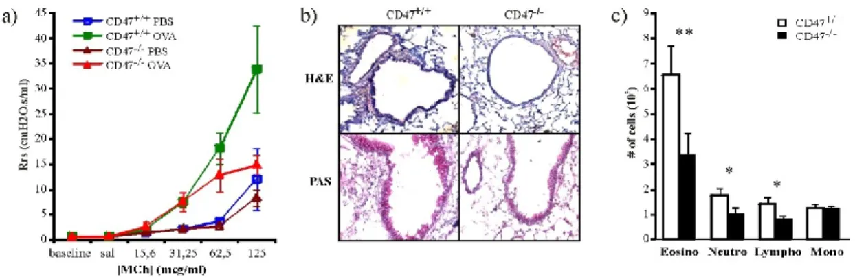 Figure 1.2 CD47 deficiency reduces the severity of experimental allergic asthma.  