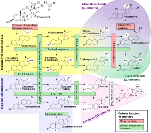 Figure  1 :  Stéroïdogenèse  de  la  glande  surrénale.    Le  cortex  surrénalien se divise en trois  zones qui se distinguent notamment par la présence spécifique de certaines enzymes clés de  la  synthèse  des  hormones  stéroïdiennes