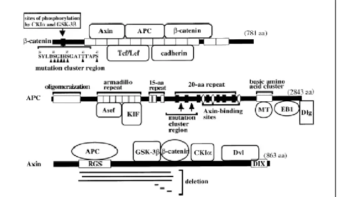 Figure 4. Mutations de β-CATÉNINE, APC et AXIN1 dans le cancer humain. Descriptions  des  domaines  d’interactions  et  la  position  associée  des  mutations  et/ou  délétions  de  