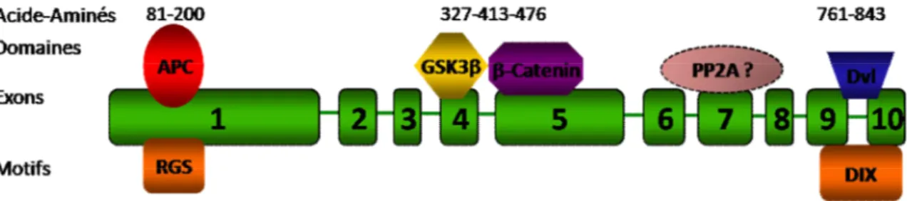 Figure  6.  Structure  du  gène  d’AXIN2.  AXIN2  est  formé  de  10  exons  qui  encodent  une  protéine  de  843  acides  aminés