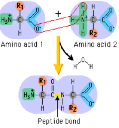 Figure 1.2. Formation of peptide bonds by condensation reaction between the carboxylic group and amino  group (Pearson, 2009)