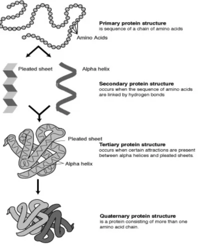 Figure 1.4. The different levels of protein structures: primary, secondary, tertiary and quaternary (Huskey,  accessed 2010) 2 (Huskey, 2010)