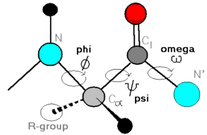 Figure 1.5. The three repeating torsion angles in the polypeptide chain are called phi  (φ) , psi  ( Ψ )  and  omega (ω)