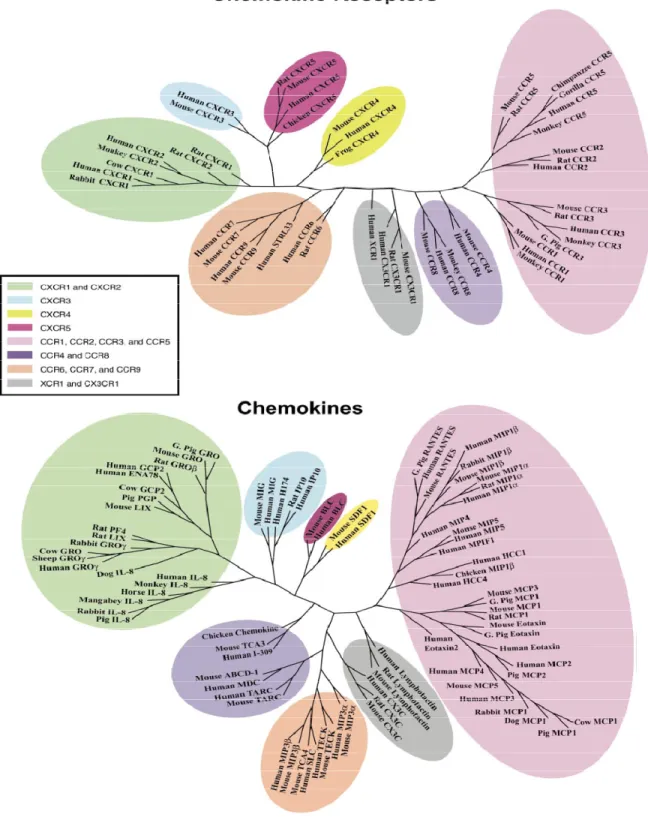 Figure 1.9. Phylogenetic trees of chemokines and chemokine receptors, where groupings among both  families are shown by colored clusters