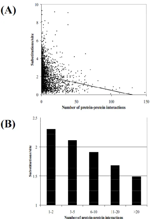 Figure 1.10. The relationship between the number of protein-protein interactions and the evolutionary rate  between S