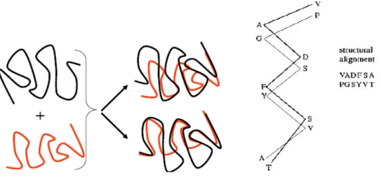 Figure 1.13. Given two protein structures, the goal is to find a transformation that superposes the two  structures such that the RMSD is minimized