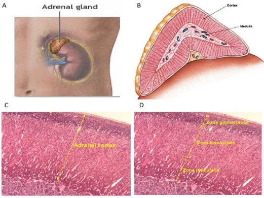 Figure 1 : Adrenal gland and its zones.  (A) Picture showing location of the adrenal gland  above the kidney