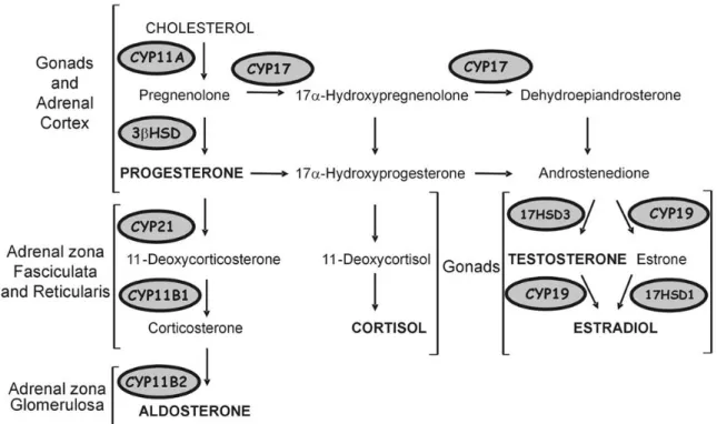 Figure 2:  Steroidogenesis pathway in the adrenal gland and gonads. (2)  