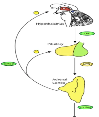 Figure 3: Human cortisol production in the adrenal gland.  Neural signals trigger CRF  secretion by the hypothalamus