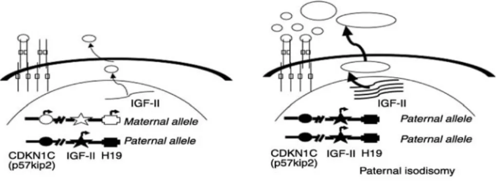 Figure 5 : Alterations of 11p15 locus and IGF-II overexpression in ACC. The imprinted  11p15 locus contains the CDKN1C (p57kip2), IGF-II, and H19 genes